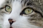 cat eyes