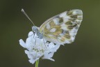 Pontia edusa Pontia edusa