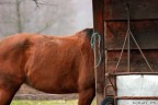 in- mezzo- cavallo in- mezzo- cavallo
