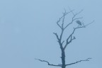 Cenerino nella nebbia.