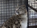 Un favoloso Leopardo delle Nevi.
