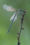 Calopteryx haemorrhoidalis