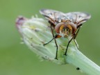 Ritratto di Ectophasia sp... Ritratto di Ectophasia sp...