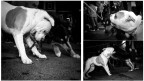 dogs
