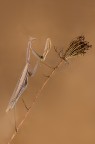 Mantis religiosa Mantis religiosa
