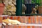 Cane e Gatto! Cane e Gatto!