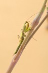 mantide religiosa mantide religiosa
