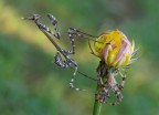 Empusa con ragno... Empusa con ragno...