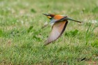 Volo radente
