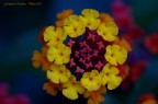 Colori Colori