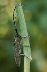Agapanthia (Epoptes) villosoviridescens...