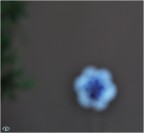 sfocato 11