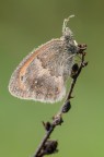 Coenonympha pamphilus Coenonympha pamphilus