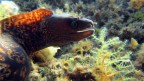Muraena helena 01 Muraena helena 01