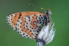 Bagnata fradicia Bagnata fradicia