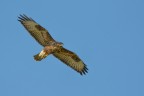 Poiana (Buteo buteo)