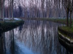 Alberi riflessi..... Alberi riflessi.....