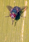 mosca saaaaaalve mosca saaaaaalve