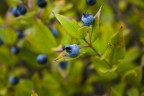 il mirto il mirto