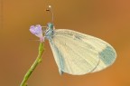 Leptidea sinapis Leptidea sinapis