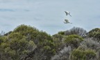 Australia 1 Australia 1