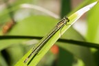 libellula libellula