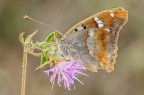 Apatura ilia Apatura ilia