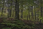 Bosco Bosco