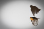 Erithacus rubecula Erithacus rubecula