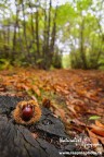 ...Tempo di Castagne... ...Tempo di Castagne...