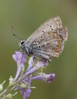 Licenide...pallida
