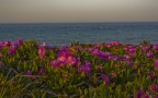 Là dove c'è il mare crescono i fiori Là dove c'è il mare crescono i fiori