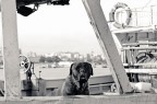 Mastino di mare Mastino di mare