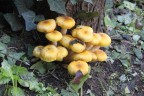Autunno Autunno