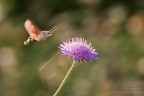 Macroglossum stellatarum Macroglossum stellatarum