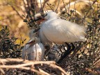 Camargue # 16 Camargue # 16
