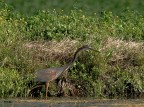 ancora lui (ardea purpurea) ancora lui (ardea purpurea)