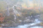 Skeleton into the fog Skeleton into the fog