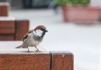 Passero fra i tavoli Passero fra i tavoli