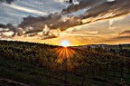 vite al tramonto vite al tramonto