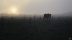 Solitary Solitary