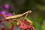 Mantide religiosa Mantide religiosa