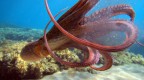 Octopus Octopus