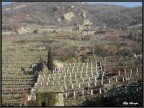 Vite e Pietra Vite e Pietra