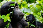 Gorillino Gorillino