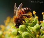 Ape impollinata Ape impollinata