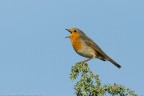 Pettirosso canterino Pettirosso canterino