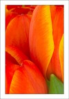 Tulipani Tulipani