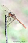 Libellula Libellula