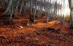 Sottobosco Sottobosco